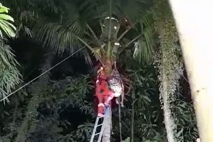 Seorang Kakek Pingsan di Atas Pohon Kelapa di Tasikmalaya, Ternyata Punya Riwayat Penyakit Ini
