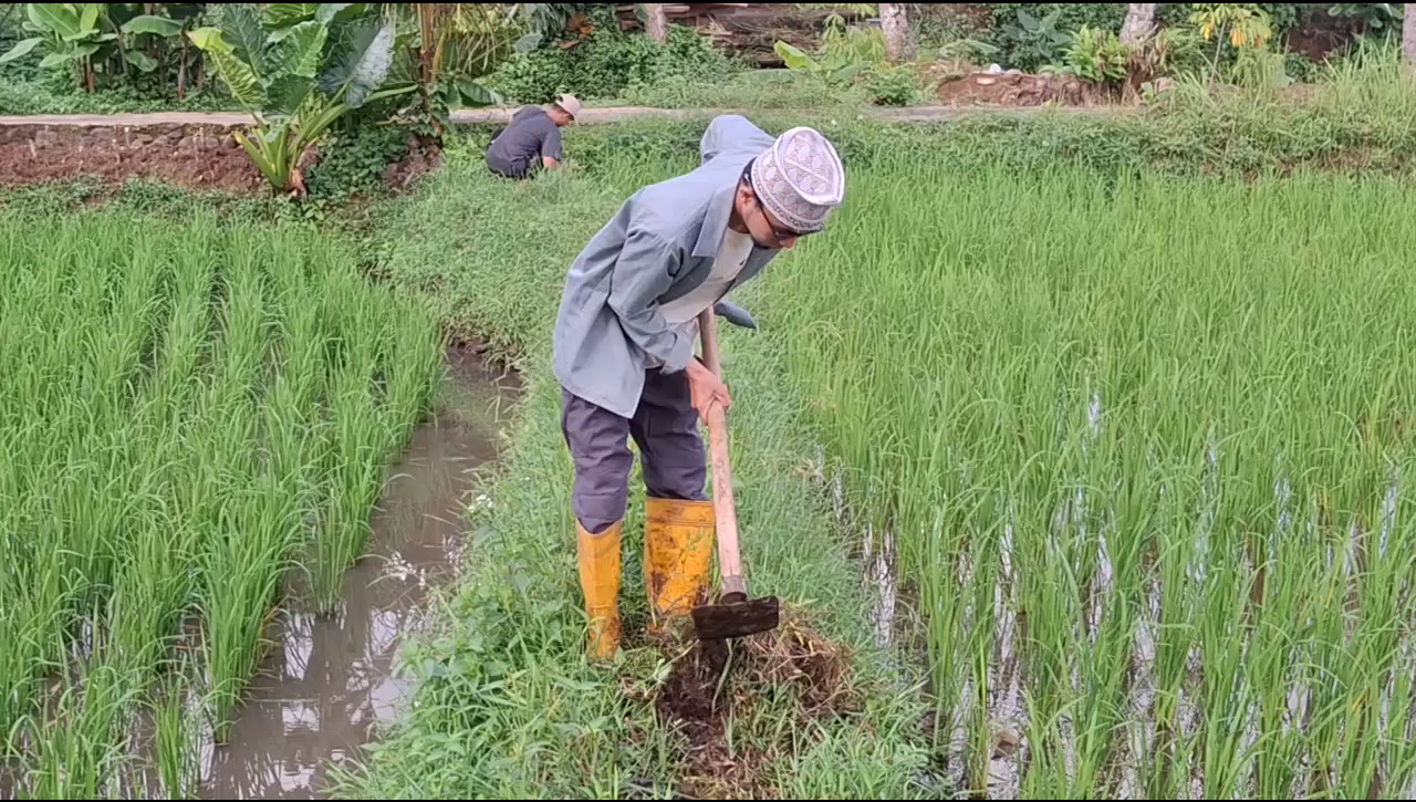 Ponpes Hidayatul Mustafid Sukses Kelola Lahan Pertanian, Wujudkan Ketahanan Pangan Di Lingkungan Ponpes