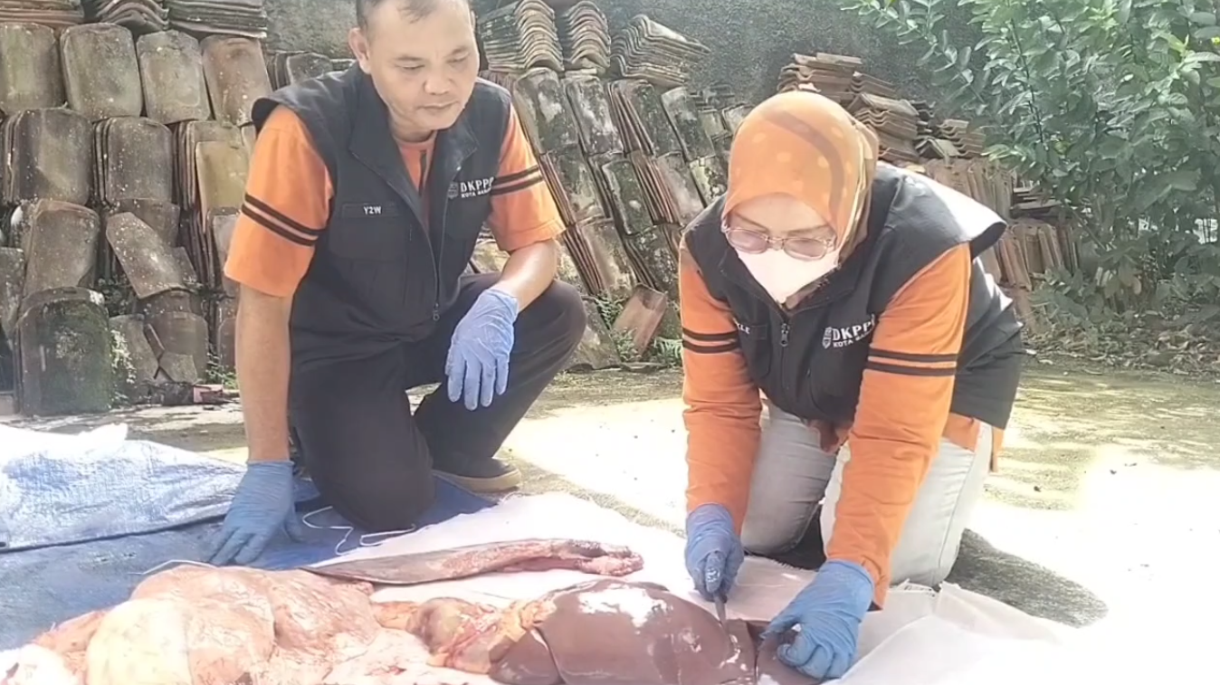 Masyarakat Diajak Kenali Hewan Kurban Terjangkit Penyakit, Zoonosis: Penyakit Menular Paling Berbahaya