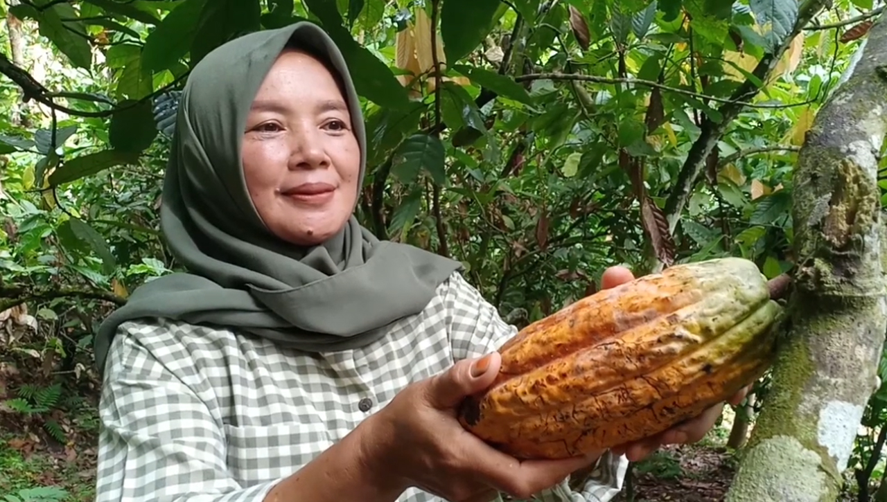 Petani Kakao Keluhkan Penurunan Hasil Panen, Harga Kakao Juga Alami Penurunan Di Pasaran
