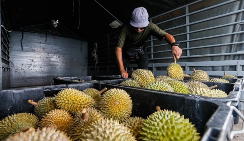 Cara Cari Cuan dari Durian! Pemula Pasti Bisa