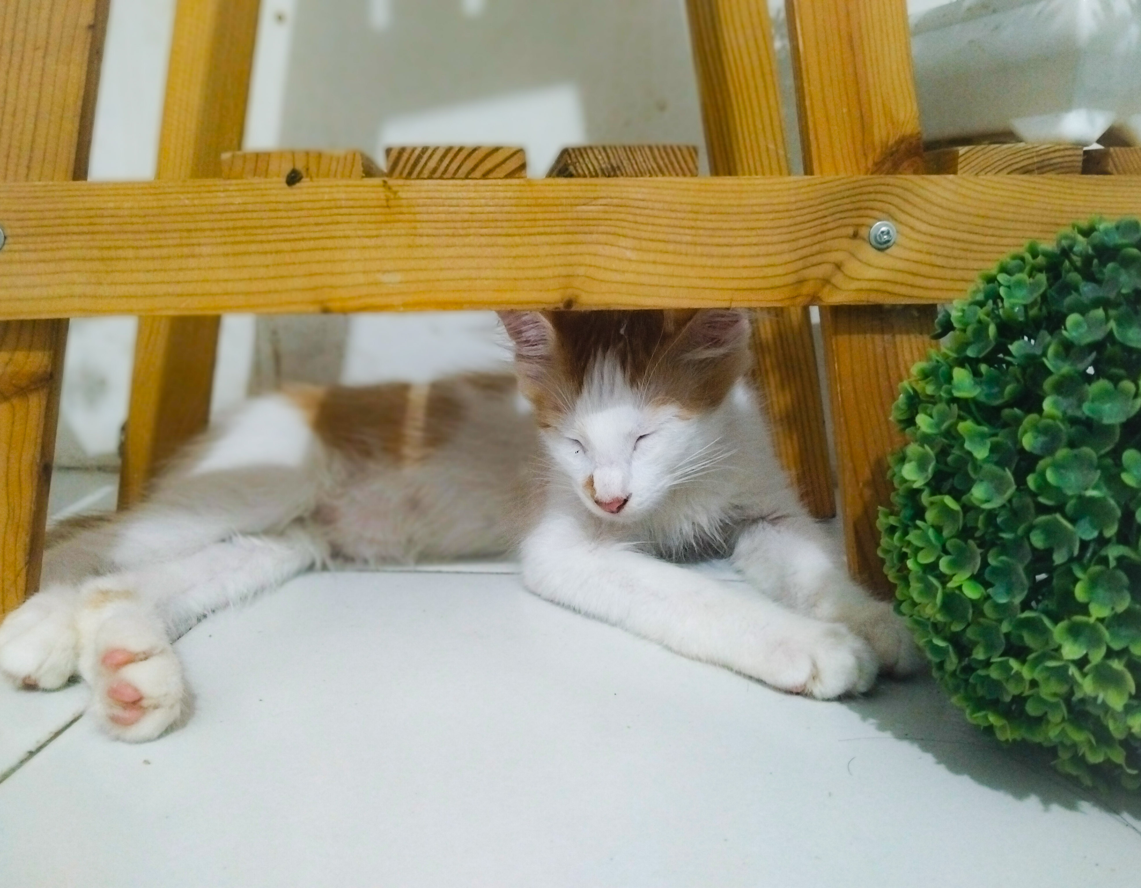 Fakta Unik Seputar Kucing Tabby yang Bisa Berumur Panjang