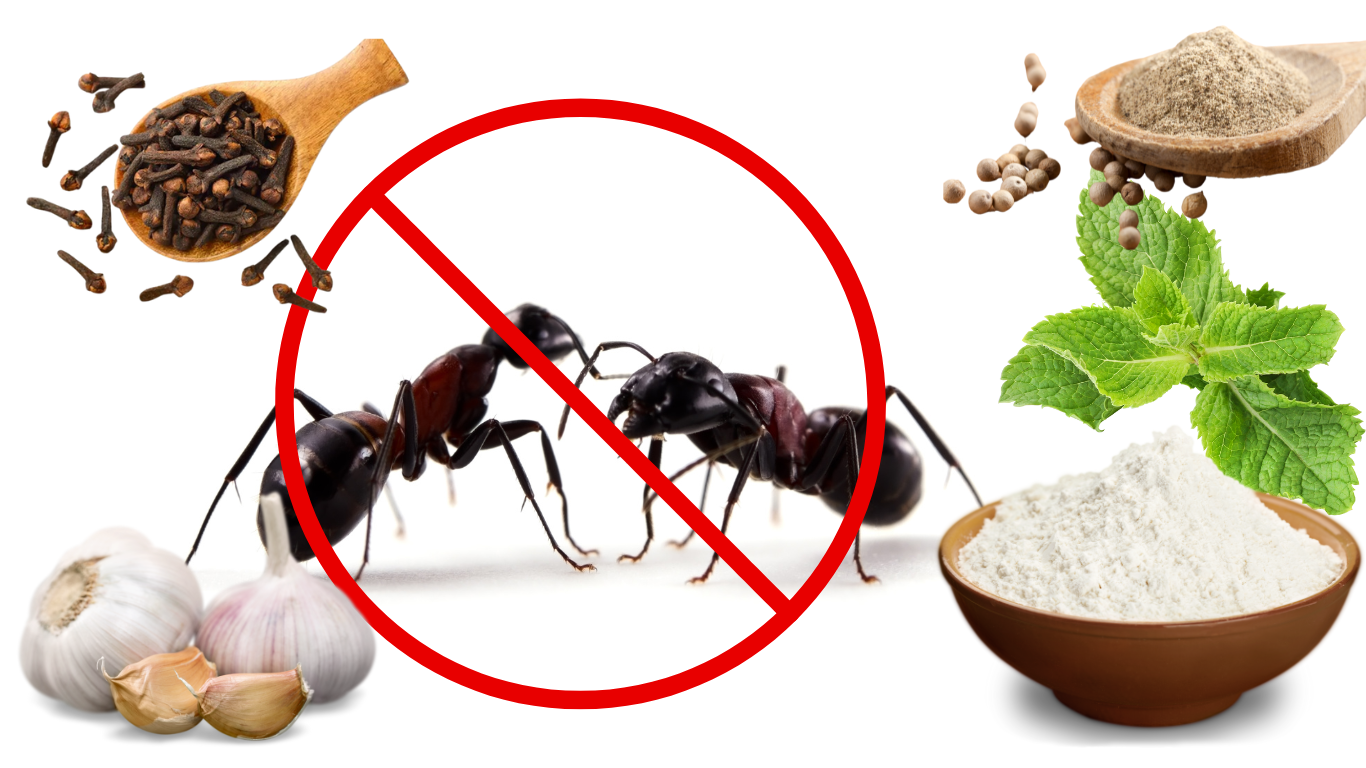 Gak Perlu Kapur Barus, Begini Cara Mengusir Semut Dengan Bahan Dapur, Sekali Tabur Semut Musnah