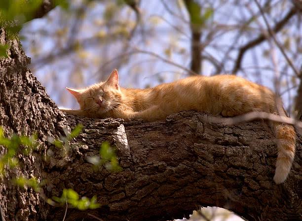 Inilah 4 Alasan Mengapa Kucing Suka Tidur di Tempat Tinggi, Bukan Hanya Sekedar Naluri Bawaan