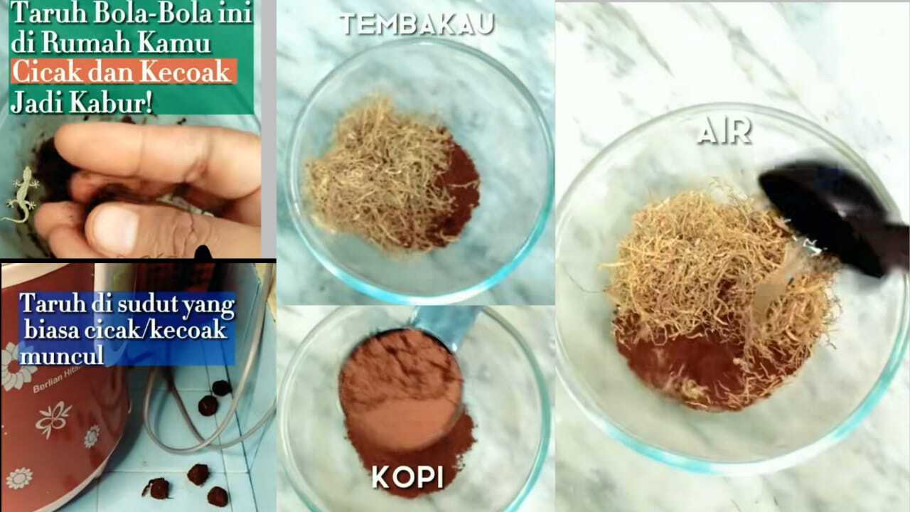 Stop Buang Ampas Kopi, Cukup Campur Bahan Ini Ampas Kopi Ternyata Ampuh Atasi Cicak Berkeliaran di Rumah