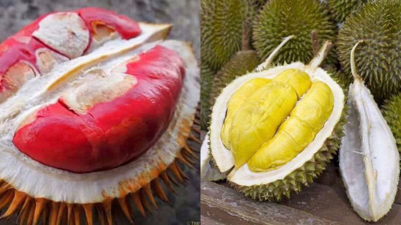 Deretan Jenis Durian Asli indonesia, Kamu Lebih Suka Yang Mana?