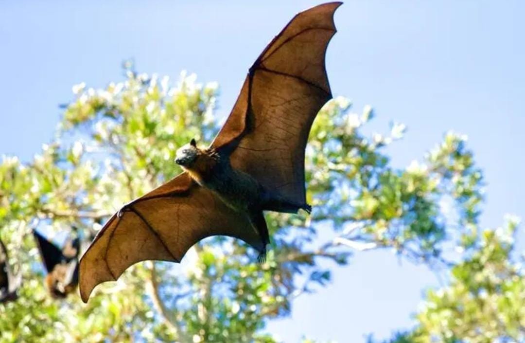 Waspada Virus Nipah! Dokter Ingatkan Ancaman Penyakit Mematikan dari Hewan