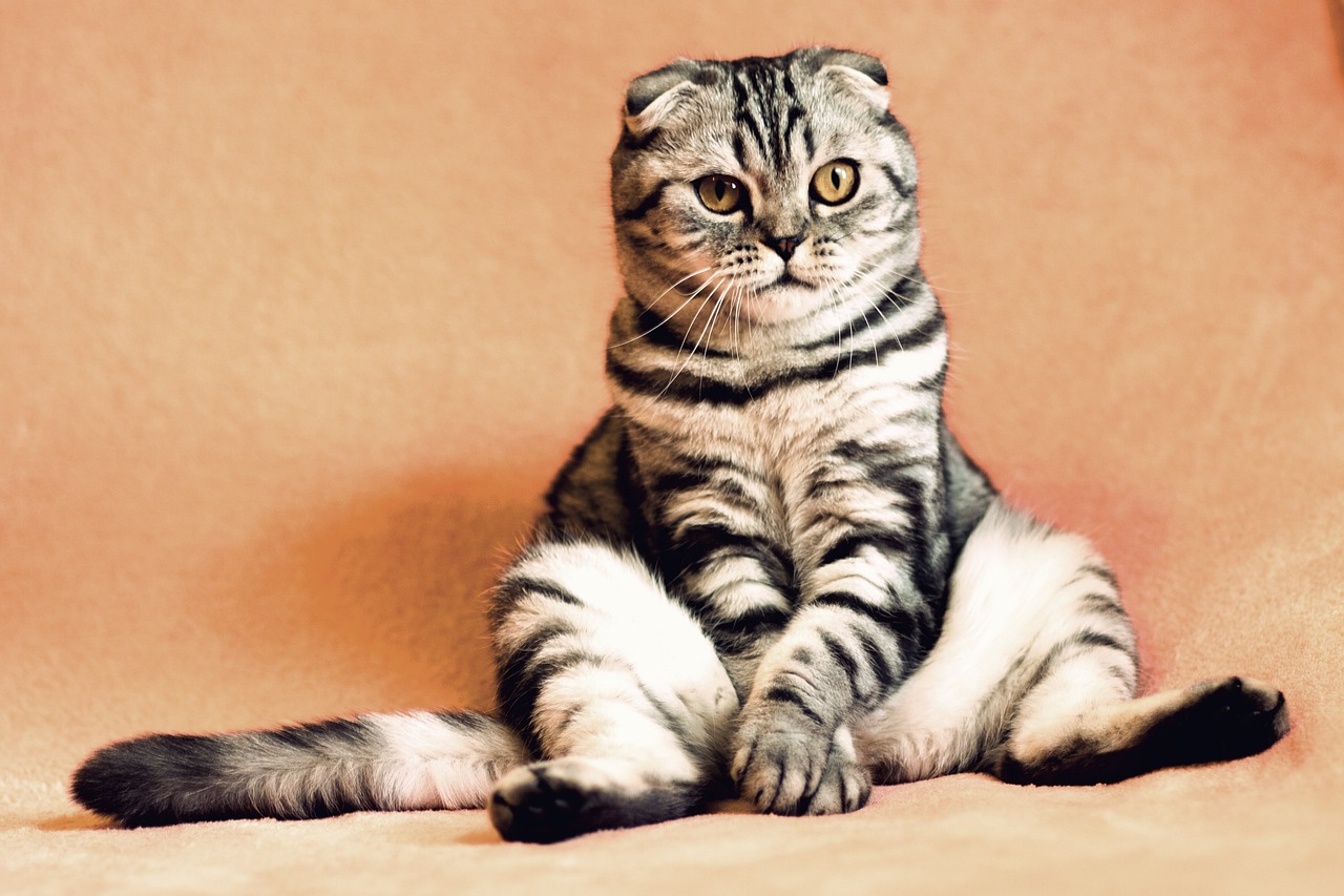 Bahayakah Kucing Terus Cegukan? Yuk Simak Penjelasan dan Cara Mengatasinya