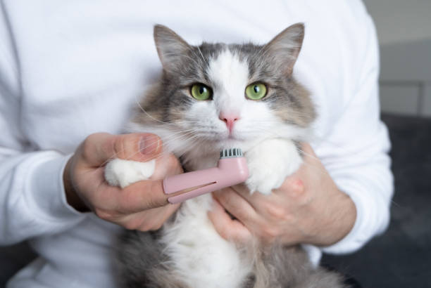 Inilah 7 Cara Ampuh Menghilangkan Bau Mulut Kucing