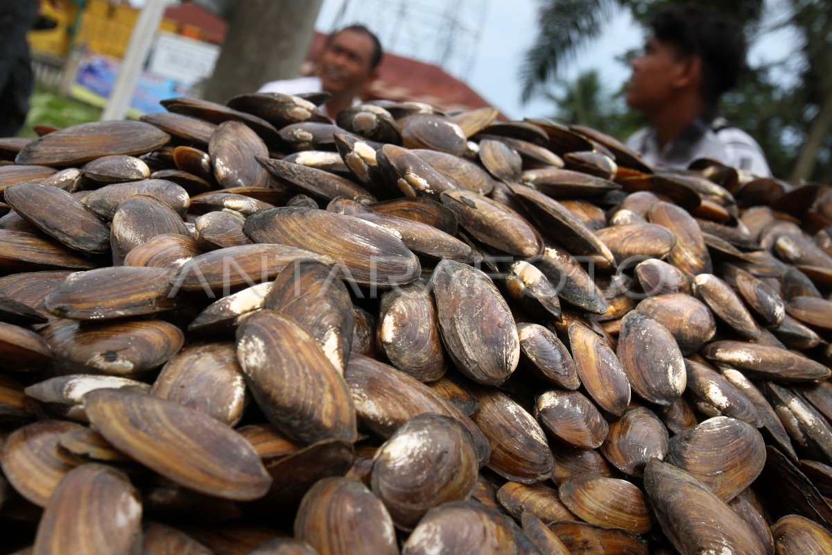 Resep Andalan: Cara Memasak Tumis Kijing Pedas Manis agar Tidak Amis dan Alot