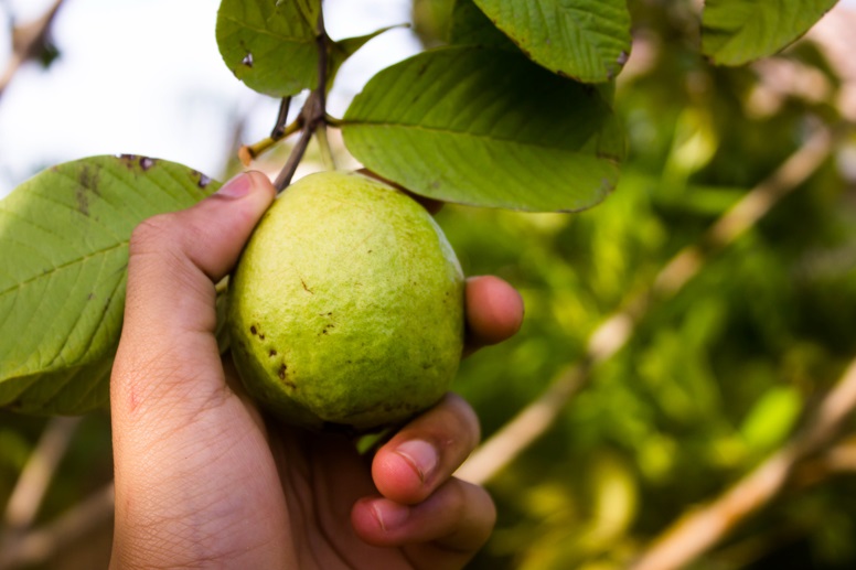 Daun Jambu: Daun Kecil Sejuta Manfaat, Ternyata Khasiatnya Bisa Menyehatkan Pencernaan