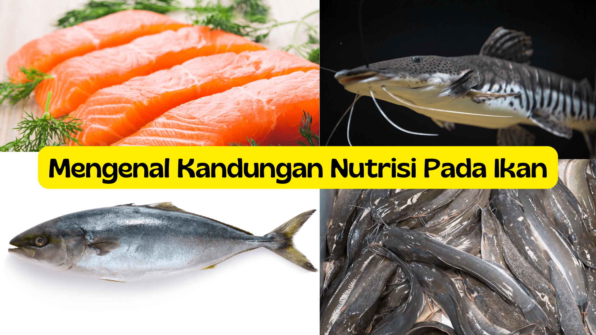 Jangan Asal Masak, Ayo Kenali Kandungan Nutrisi Pada Ikan yang Jarang Orang Perhatikan 