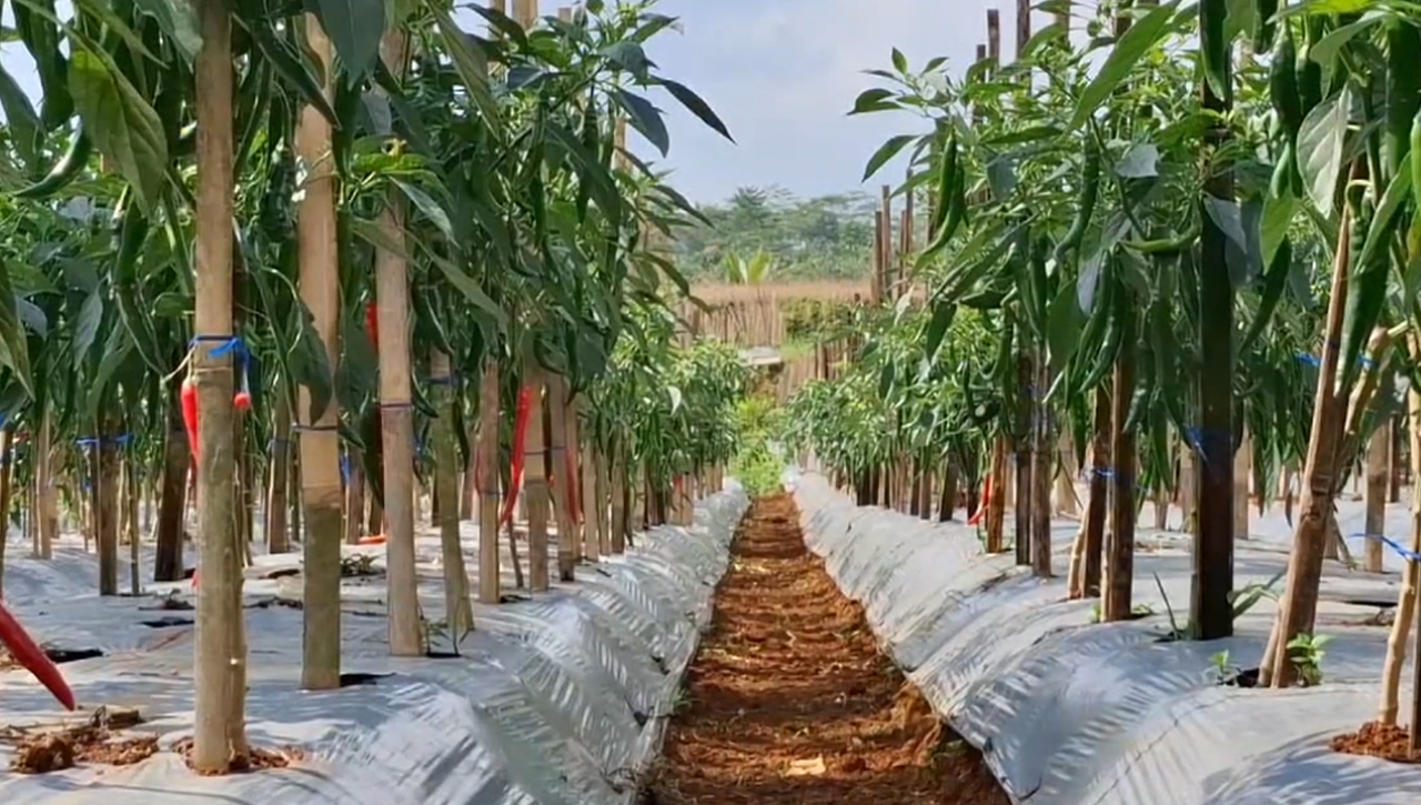 Kelompok Tani Mekarsari Panen Cabai Di Area Pemakaman, Manfaatkan Lahan Tidur Untuk Naikan Ekonomi Petani