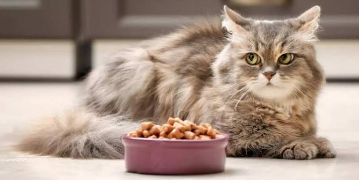 5 Rekomendasi Makanan Kucing Kaya Nutrisi, Lengkap Dengan Harganya