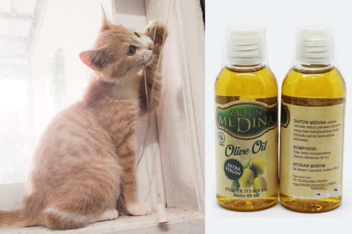 Ternyata Minyak Zaitun Punya Segudang Manfaat bagi Kucing, Simak Selengkapnya!