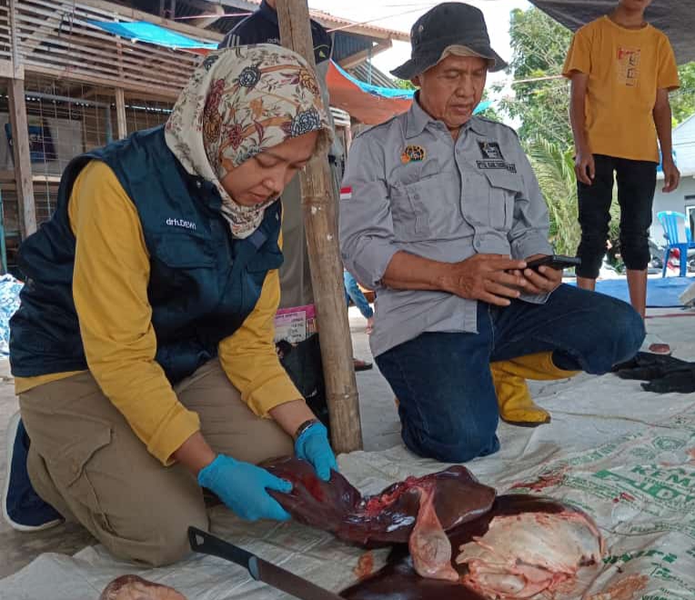 Pemeriksaan Hewan Kurban di Kabupaten Tasikmalaya Melibatkan 32 Petugas Kesehatan Hewan, Ini Hasilnya 