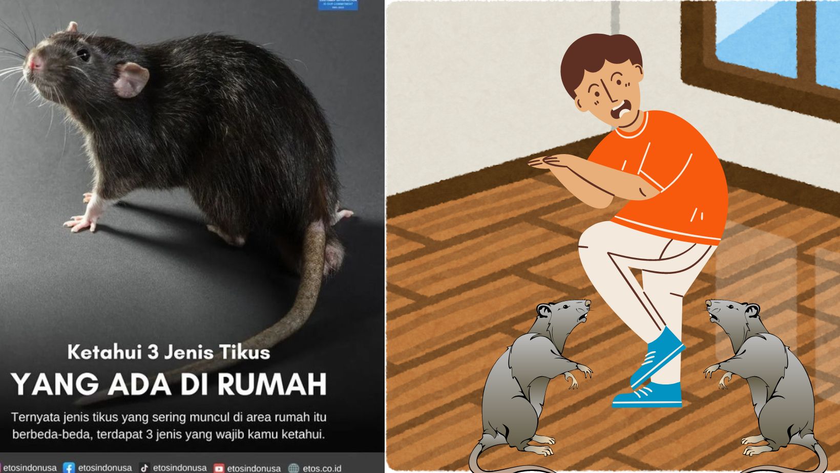 3 Jenis Tikus Yang Sering Muncul di Areal Rumah, Ternyata masing-masing jenis Punya Ukuran Badan Berbeda