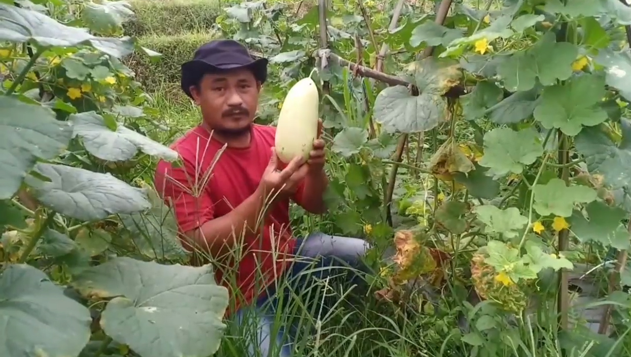 Laris Manis, Petani Timun Suri Ketiban Berkah Ramadan, Jadi Favorit Untuk Menu Takjil 