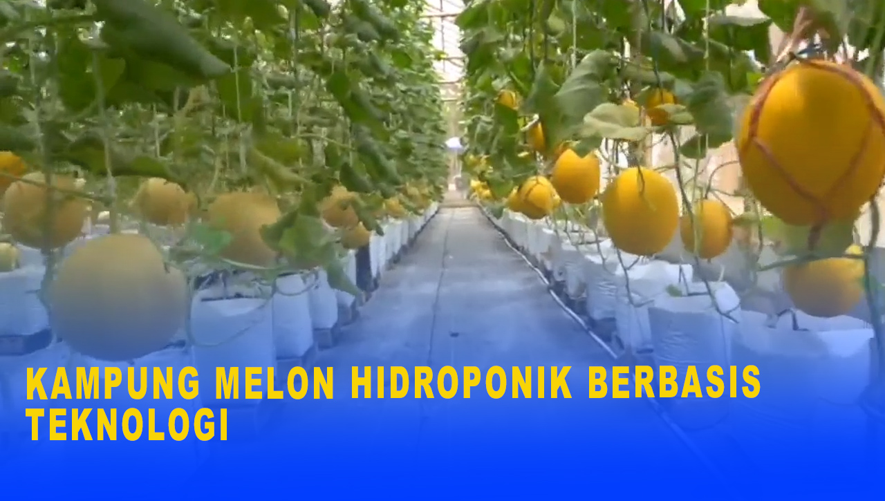 Kampung Melon Hidroponik Berbasis Teknologi, Mampu Raup Cuan Hingga Puluhan Juta Rupiah