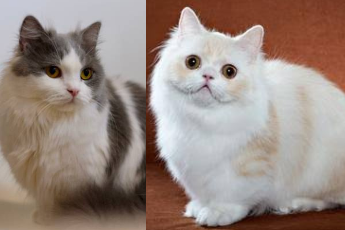 Ras Kucing Termahal! Inilah Sederet Hal Menarik Seputar Kucing Minuet