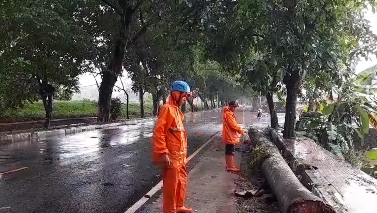  Timpa Pengendara Motor, Pohon Tumbang Di Jalan Nasional Nyaris Makan Korban