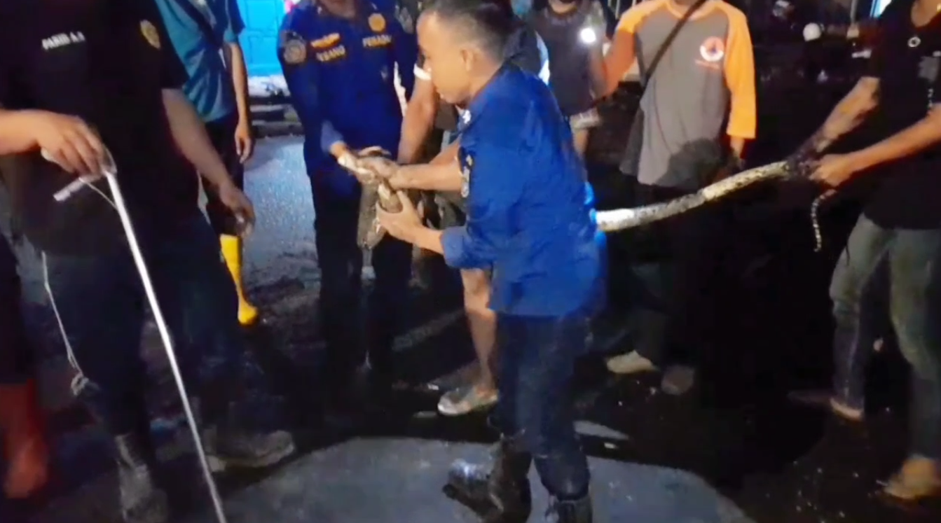Warga Digegerkan Kehadiran Ular Sepanjang 3 Meter di Parit, Butuh Waktu 4 Jam Untuk Evakuasi