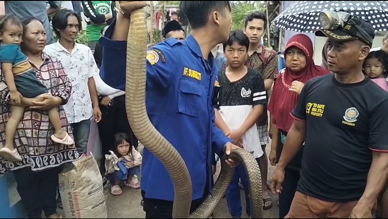 Dua Pemuda Di Kota Banjar Disembur King Kobra, Korban Langsung Dirawat di RSUD