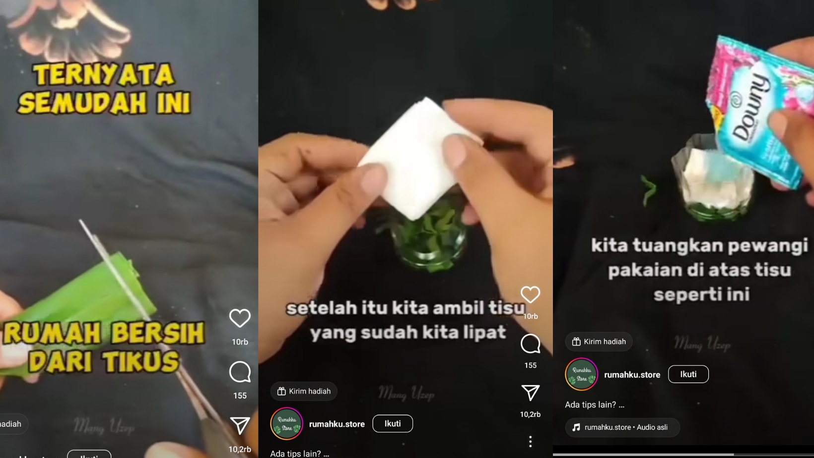 Tips Membuat Rumah Bersih Dari Tikus, Ternyata Cukup Pakai Daun Pandan Begini Caranya