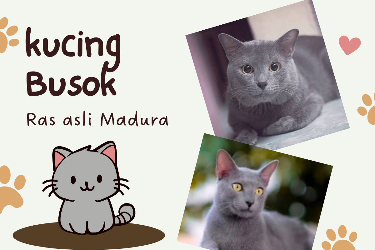 Diakui Dunia! Inilah 3 Fakta Seputar Kucing Busok, Ras Asli Dari Madura yang Dihargai Jutaan Rupiah