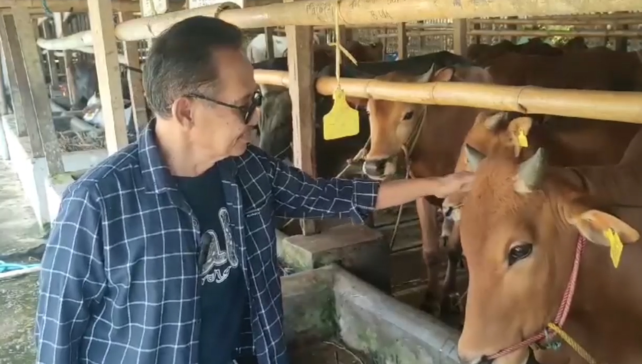 Sriwijaya Farm Obral Sapi Kurban Seharga Rp 20 Jutaan, Sapi Dipastikan Sehat Dengan Berat Diatas 2 Kuintal 