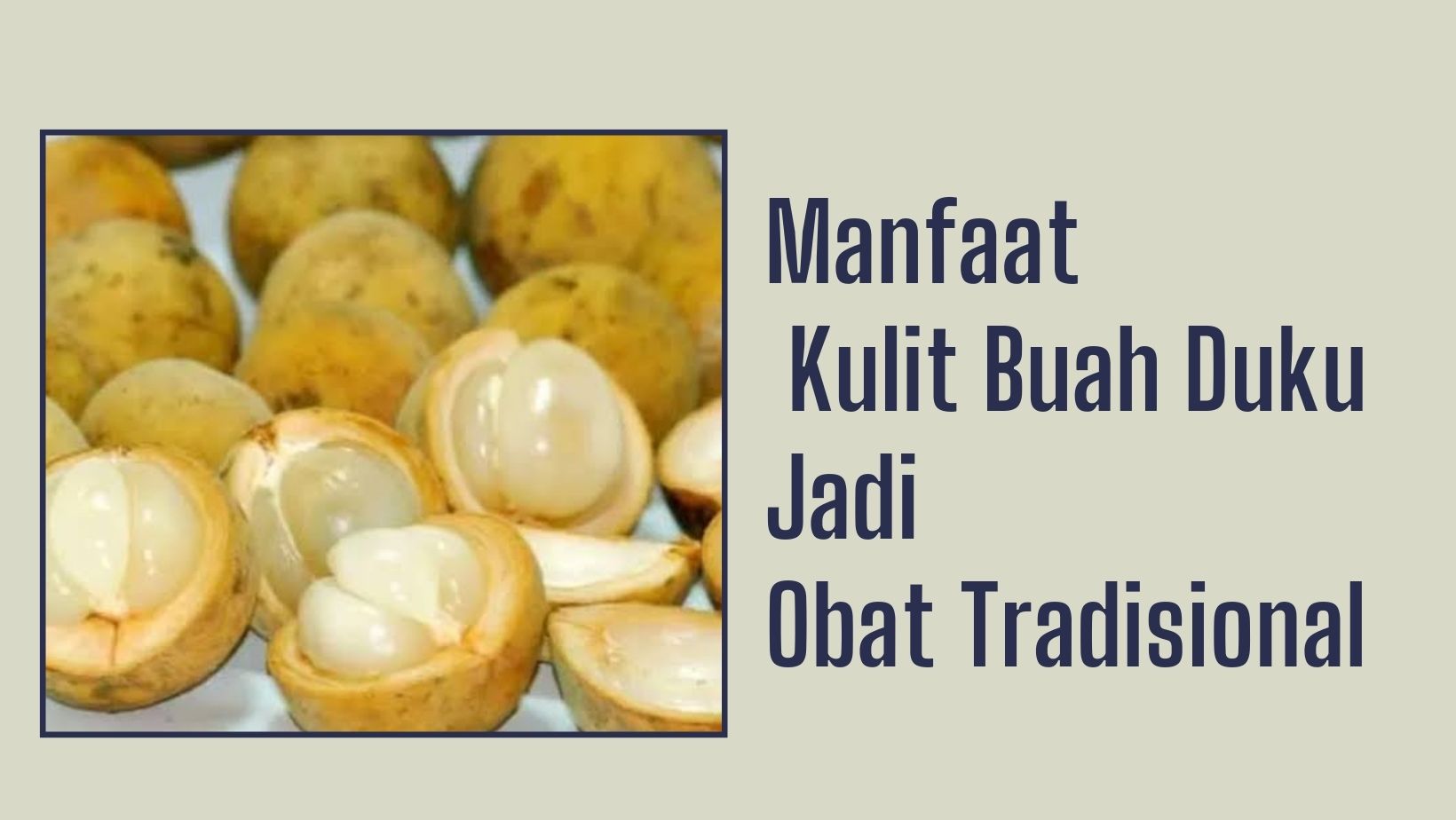 Mulai Sekarang Jangan Buang Biji Buah Duku, Ternyata Punya Manfaat Jadi Obat Tradisional