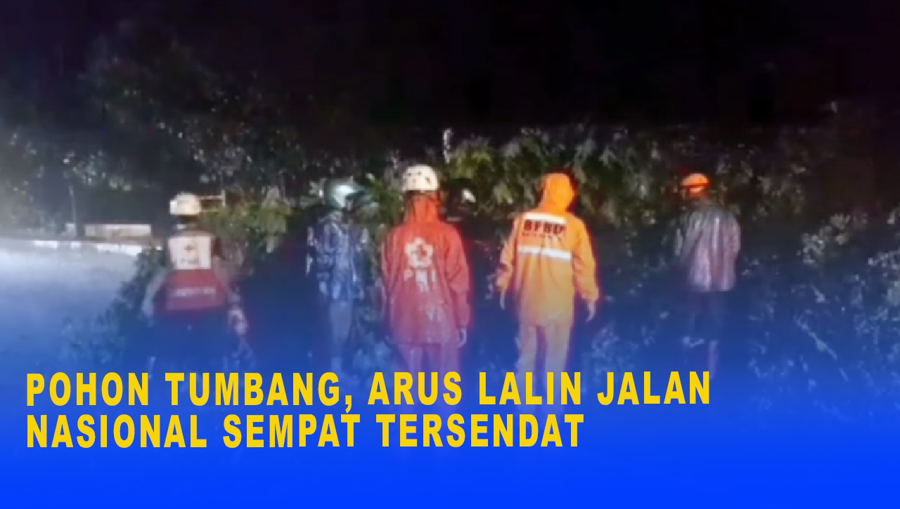 Pohon Tumbang, Arus Lalin Jalan Nasional Sempat Tersendat, Petugas Gabungan Langsung Lakukan Evakuasi