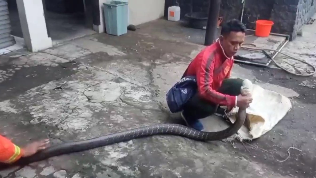 King Kobra Raksasa Masuk Sekolah, Siswa dan Guru Sempat Panik dan Bersembunyi di Kolong Kantin