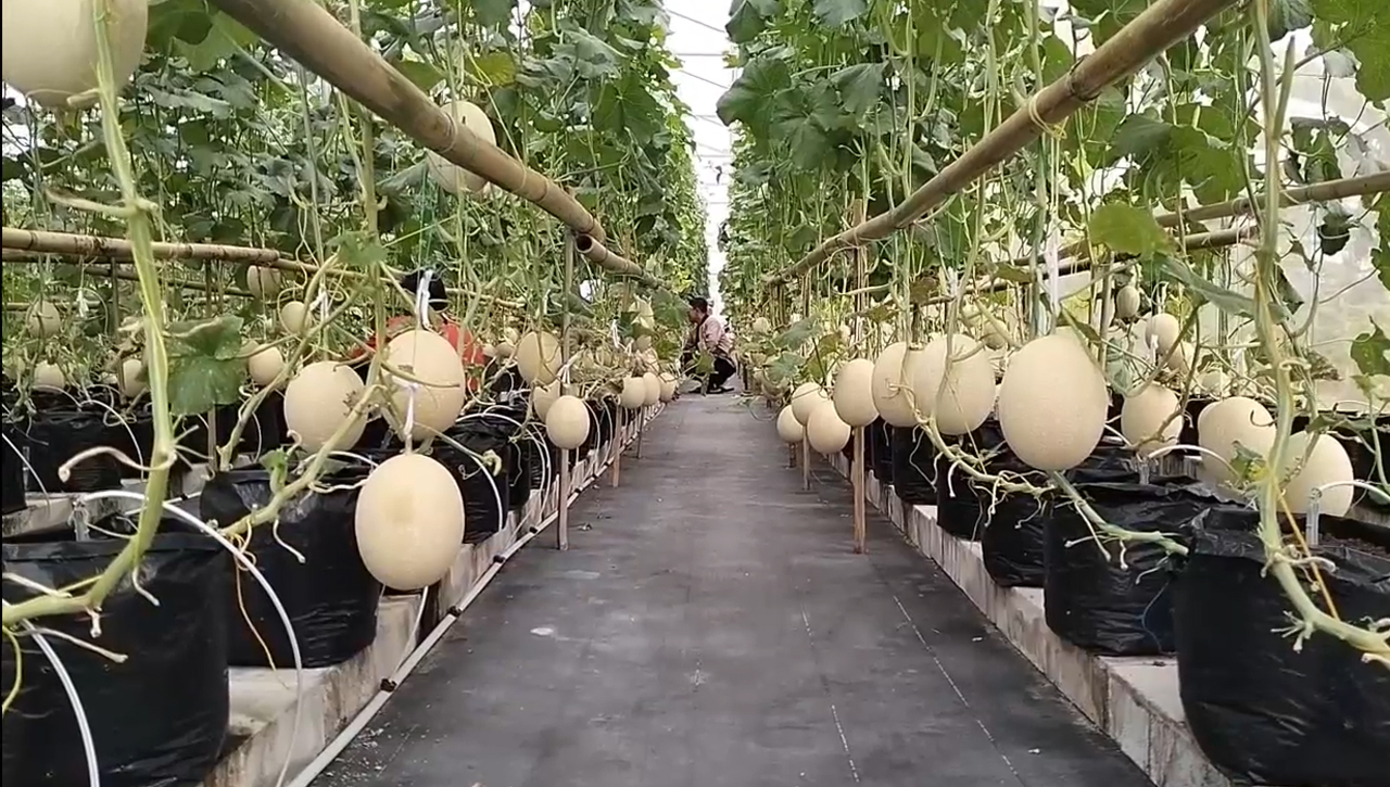 Sensasi Wisata Petik Melon Di Galbarman Farm, Rasa Melon Yang Manis Jadi Daya Tarik 