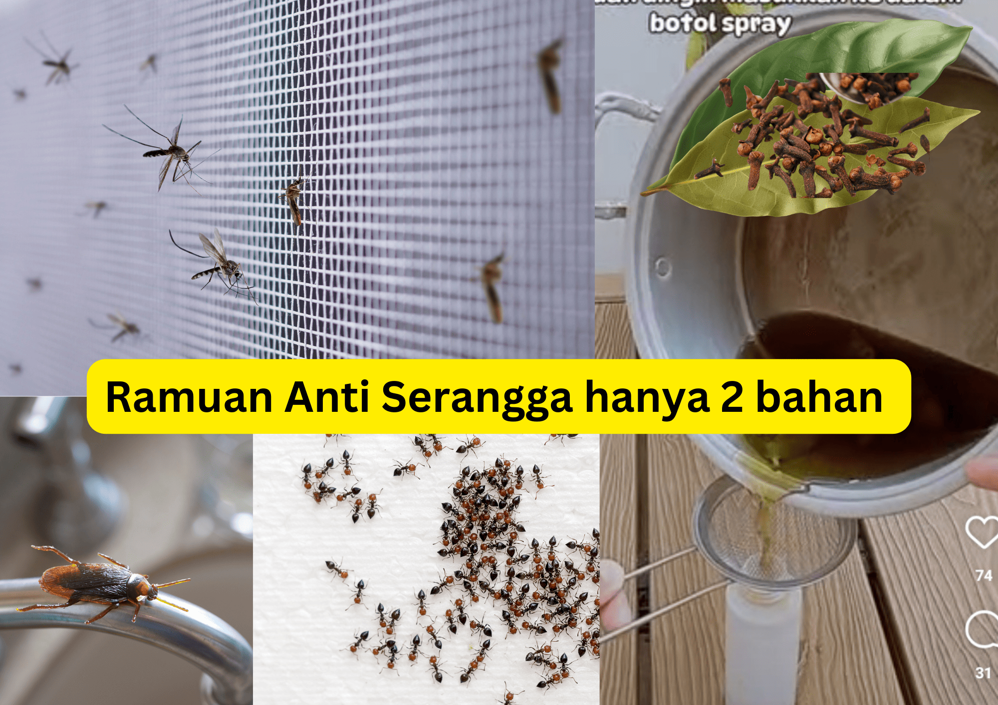 Tanpa Ribet! Tips Membuat Ramuan Anti Serangga Sendiri di Rumah Hanya dengan 2 Bahan