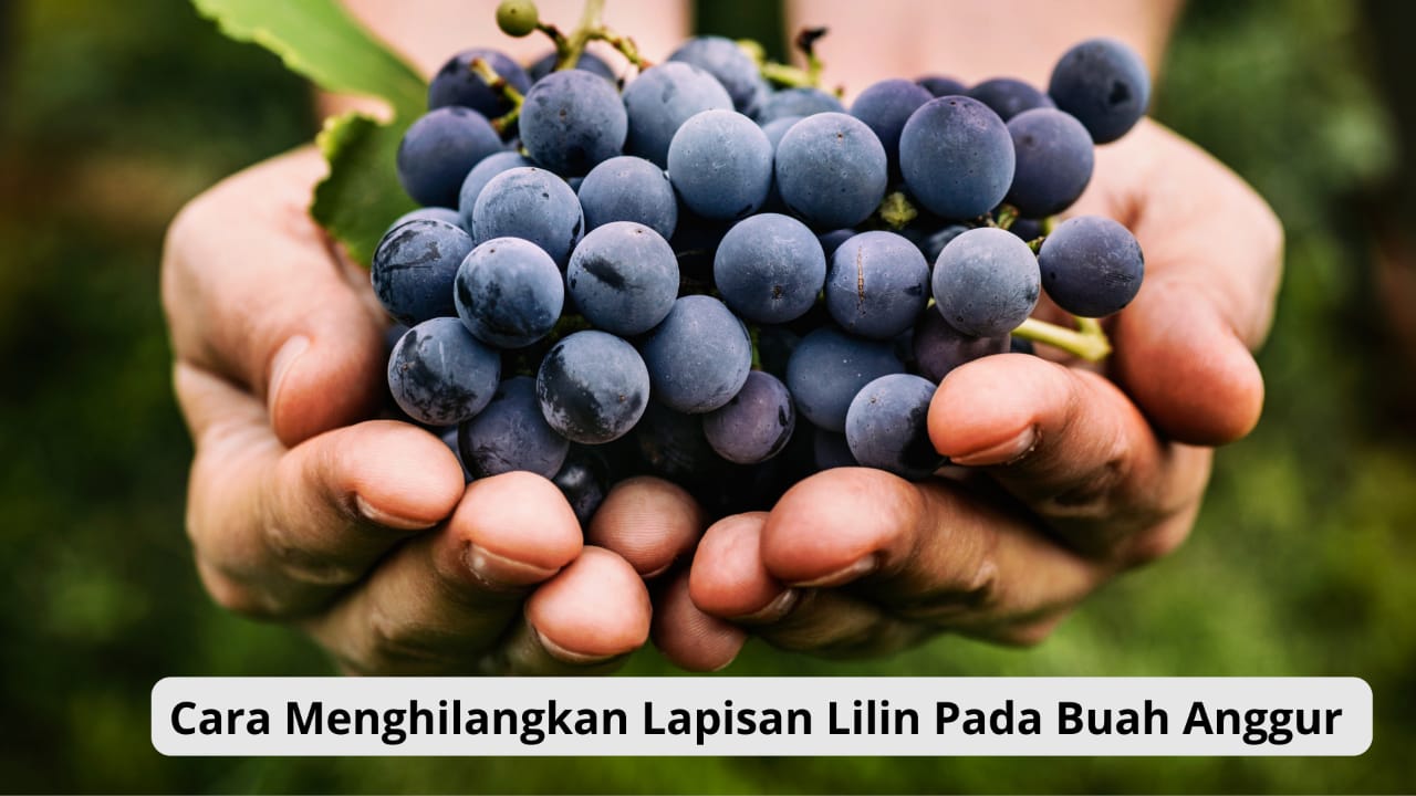 Ide Kreatif Cara Menghilangkan Lapisan Lilin Pada Buah Anggur Praktis Hanya Menggunakan 2 Bahan 