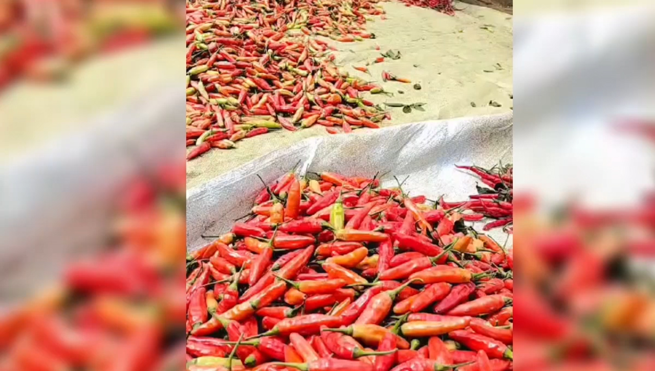 Harga Cabai Cengek Anjlok 45 Persen, Petani Merugi, Turun Dari 70 Ribu Menjadi 40 Ribu Per Kilogram