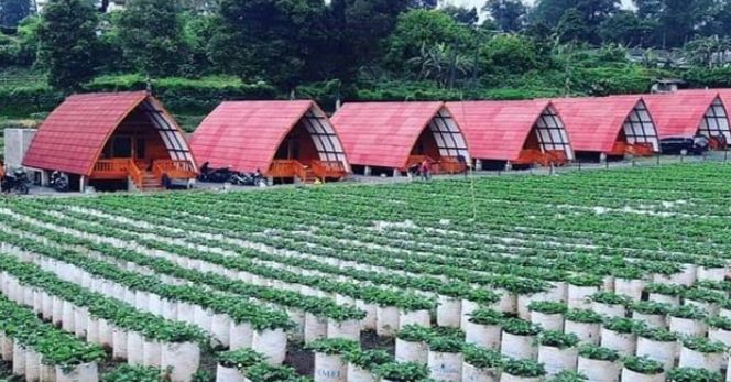 Private Pool di Villa Walini? Yuk Intip Dusun Strawberry Walini untuk Mengisi Weekendmu