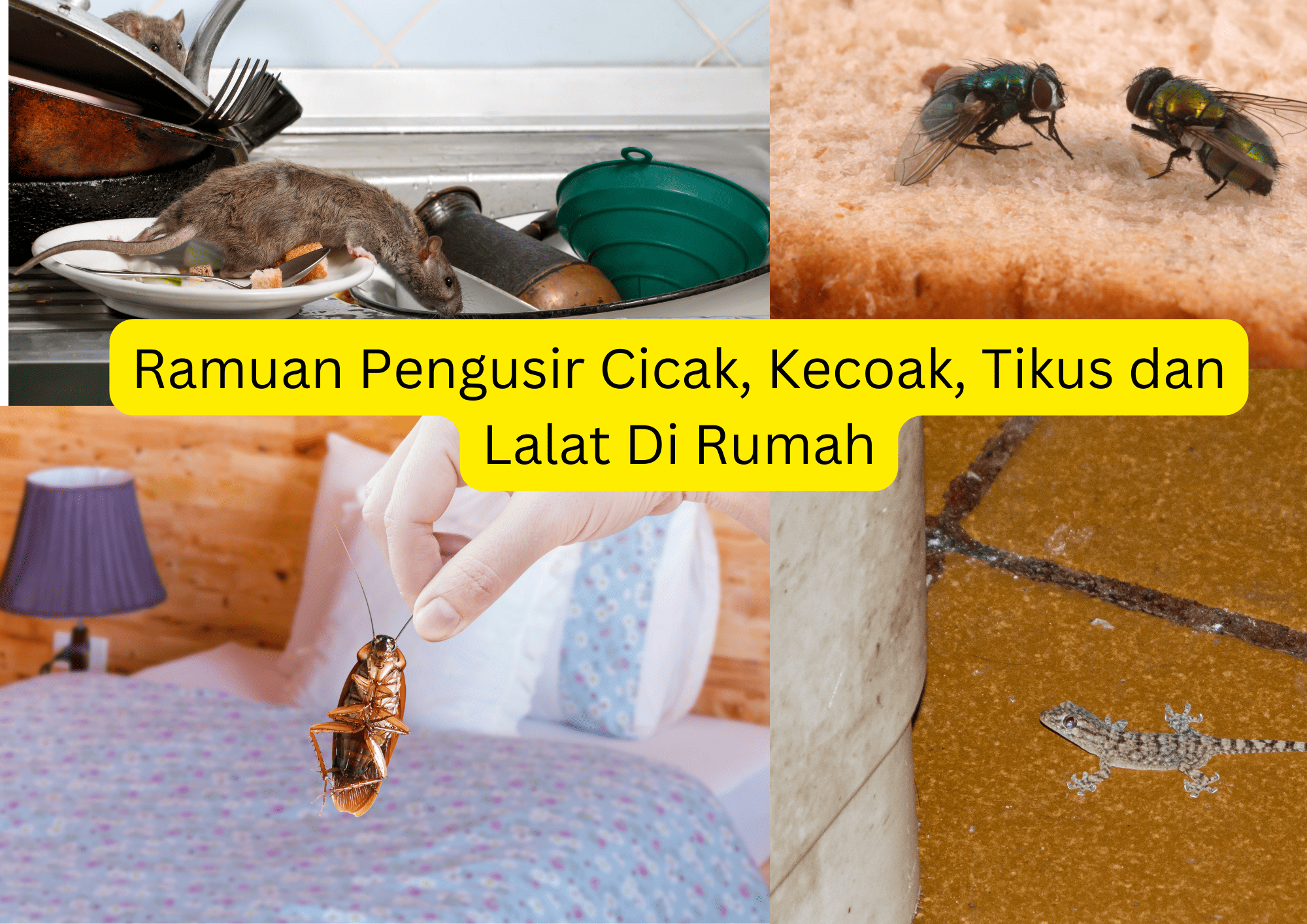 Tips Membuat Ramuan Pengusir Cicak, Kecoak, Tikus dan Lalat Paling Manjur, Rumah Langsung Bebas Serangga