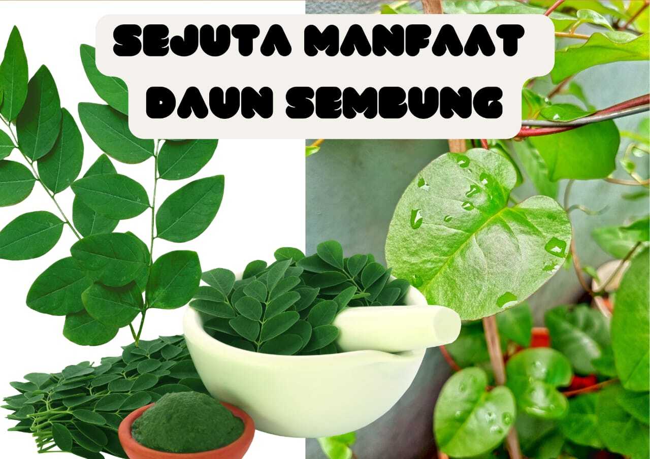 Daun Sembung Penambah Napsu Makan Anak, Ramuan Jadul Dengan Segudang Manfaat