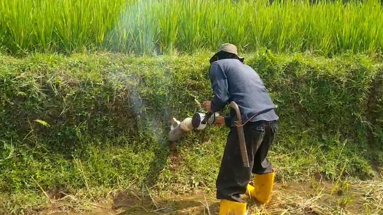 6 Musim Gagal Panen, Petani Tasikmalaya Gotong Royong Basmi Hama Tikus Gunakan Alat Emposan Tradisional