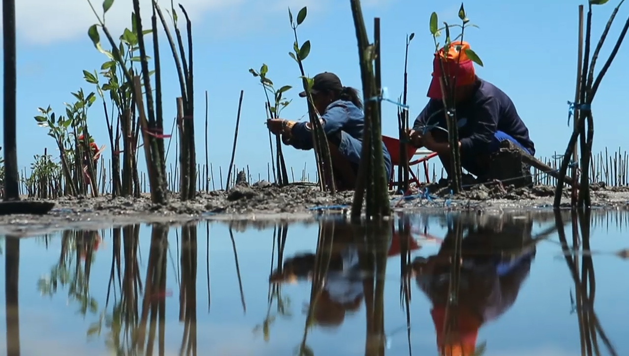 Ribuan Bibit Mangrove Mulai Ditanam, Wujudkan Restorasi Ekosistem Pesisir Pantai Dumaring