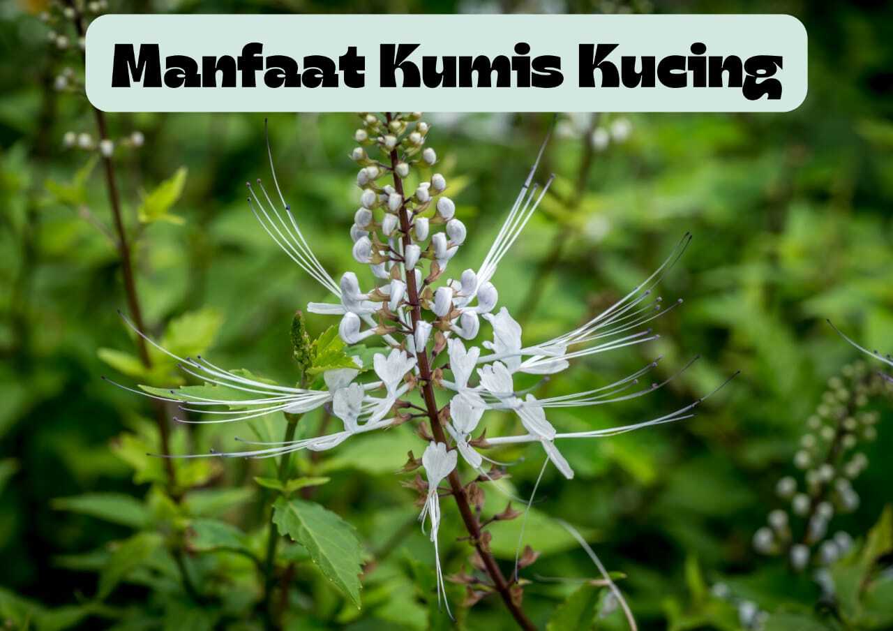 Segudang Manfaat Kumis Kucing, Dari Mencegah Ginjal Hingga Penurun Gula Darah