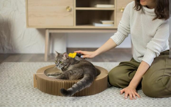 Jangan Kaget, Ini Rincian Biaya Perawatan Kucing yang Harus Kamu Persiapkan