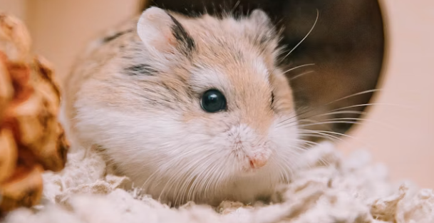 Panduan Untuk Pemula! Cara Mengurus Hamster Supaya Panjang Umur