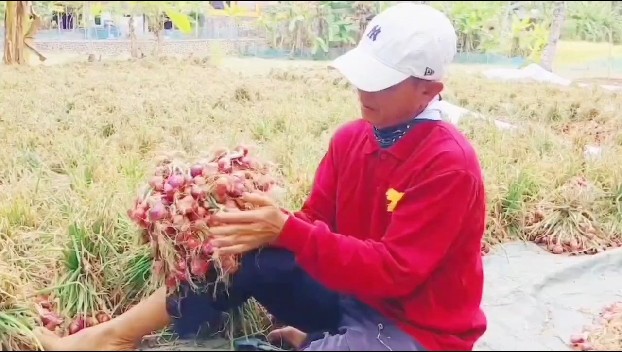 Anggota DPRD Banjar Bantu Tekan Inflasi, Tanam dan Panen Bawang Merah di Sawah Tadah Hujan