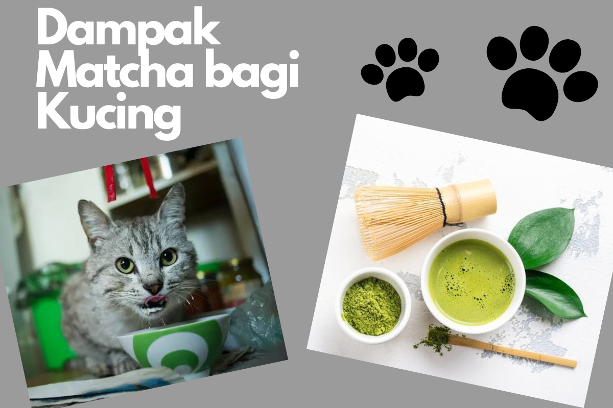 Apakah Kucing Boleh Minum Matcha? Ini Penjelasan Lengkapnya!