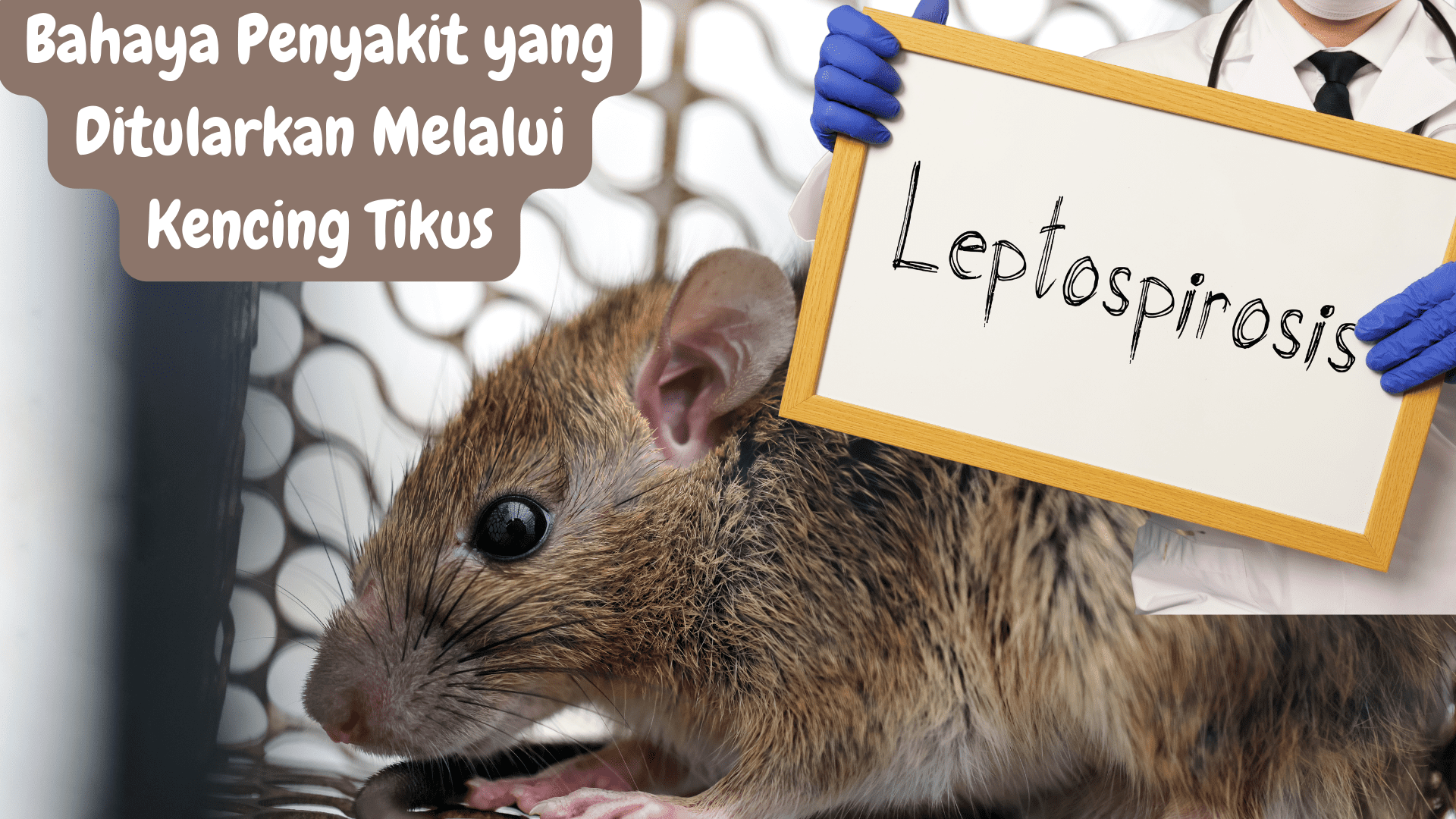 Awas Bahaya Lestospirosis, Penyakit yang Ditularkan Melalui Kencing Tikus, Begini Tanda-tandanya