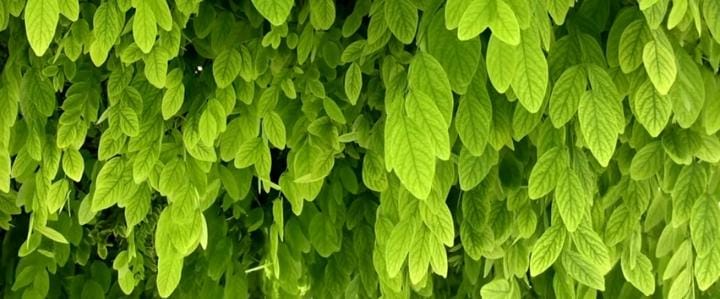 Daftar 7 Masalah Kesehatan yang Bisa Diredakan dengan Daun Kelor