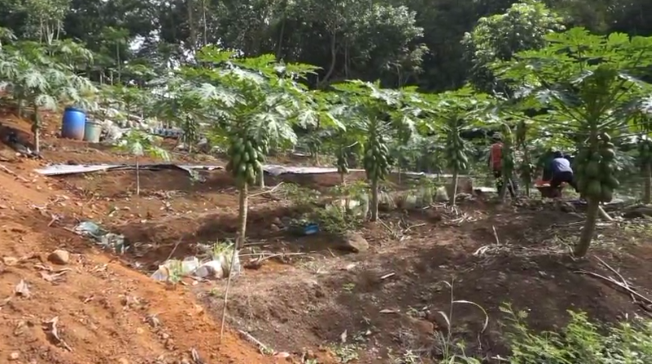Lahan Gambut Sukses Disulap Jadi Kebun Pepaya Produktif, Dalam Sepekan Bisa Panen hingga Beberapa Kali